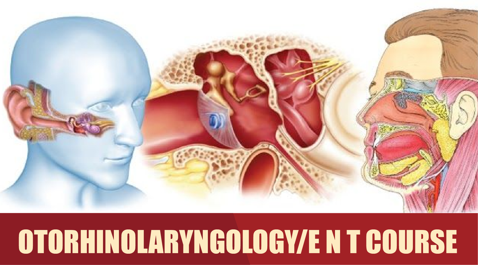 fcps-oto-rhino-laryngology-ent-admission